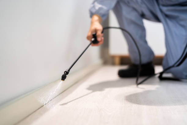 Licensed Ant Control service in Lake of the Woods, VA - Show Me Pest Control